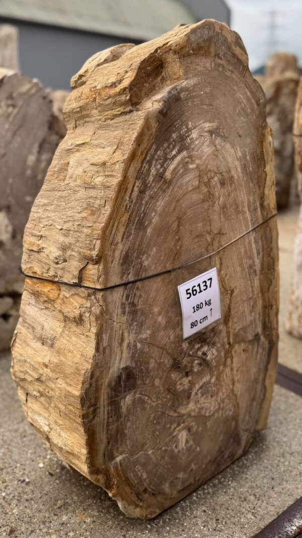 Memorial stone petrified wood 56137