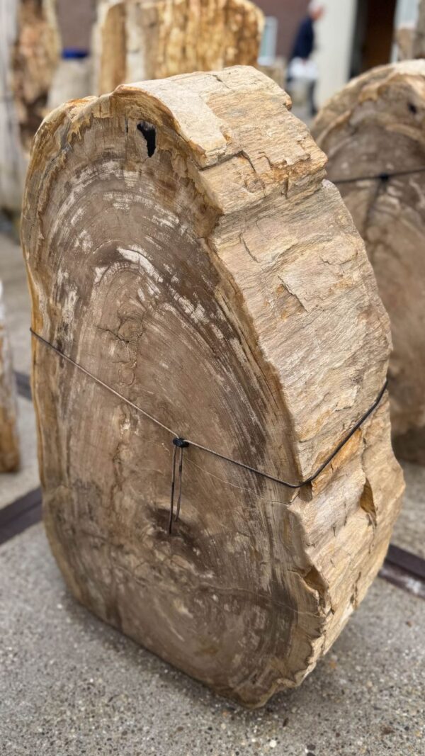 Memorial stone petrified wood 56137