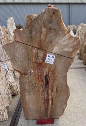 Memorial stone petrified wood 56139