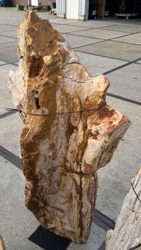 Memorial stone petrified wood 56139