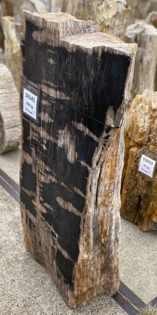 Memorial stone petrified wood 56141