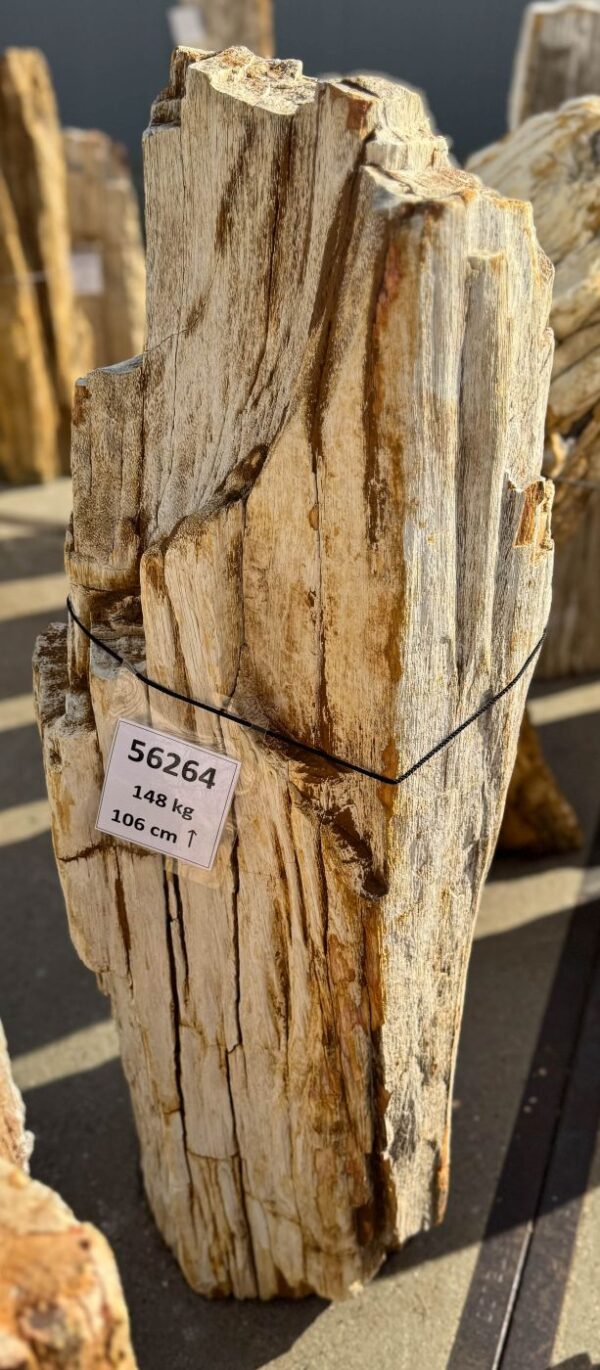 Memorial stone petrified wood 56264