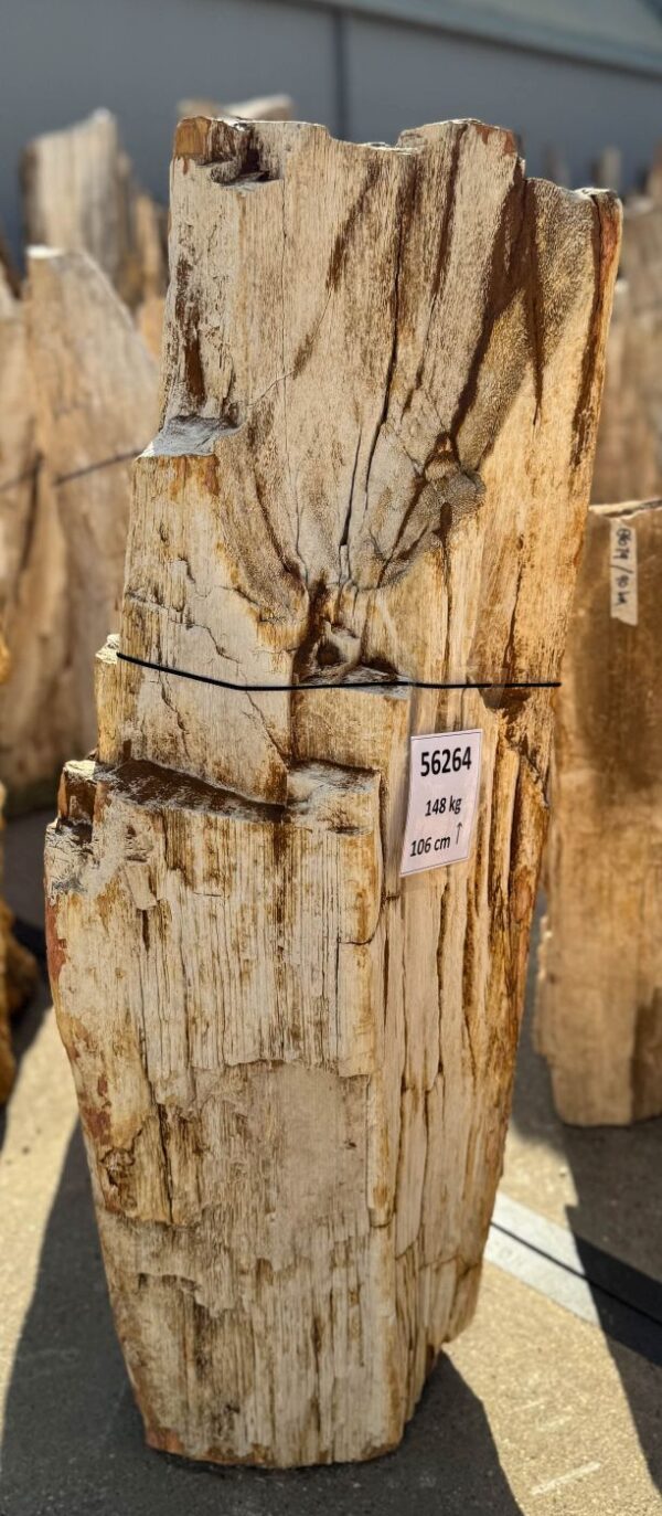 Memorial stone petrified wood 56264