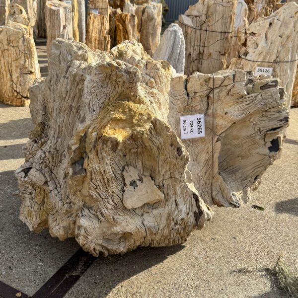 Memorial stone petrified wood 56265