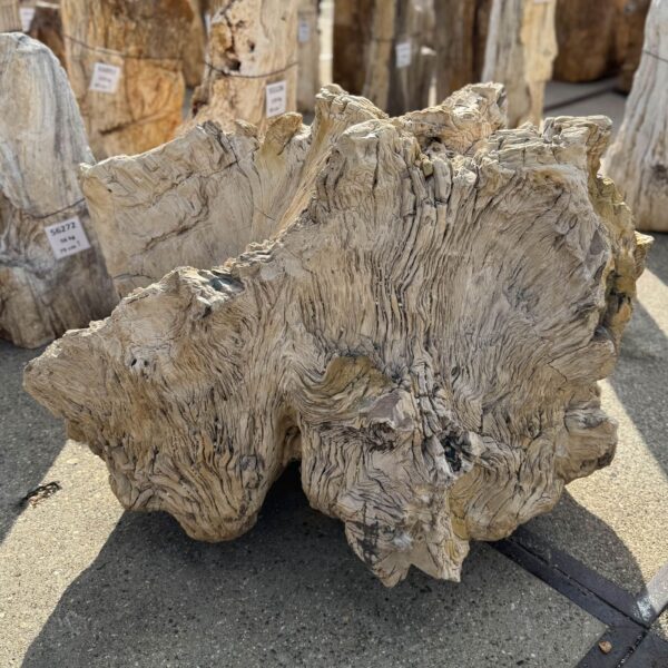 Memorial stone petrified wood 56265