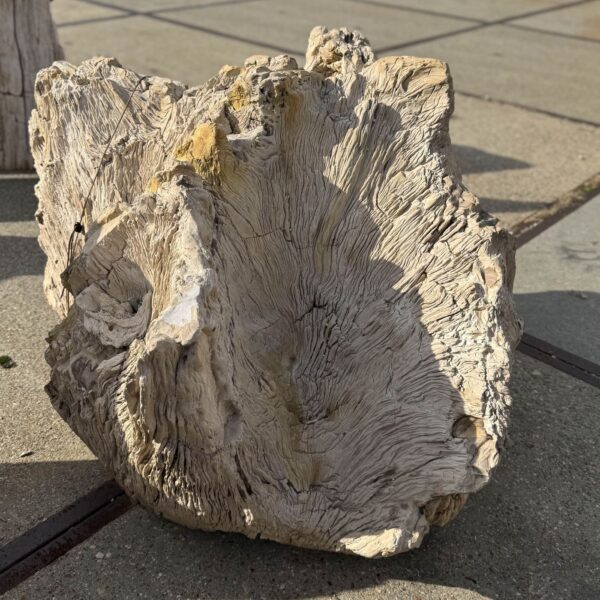 Memorial stone petrified wood 56265