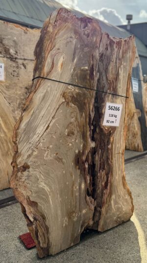 Memorial stone petrified wood 56266