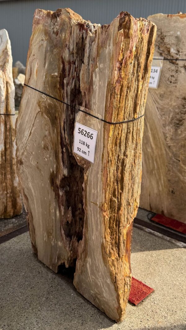 Memorial stone petrified wood 56266