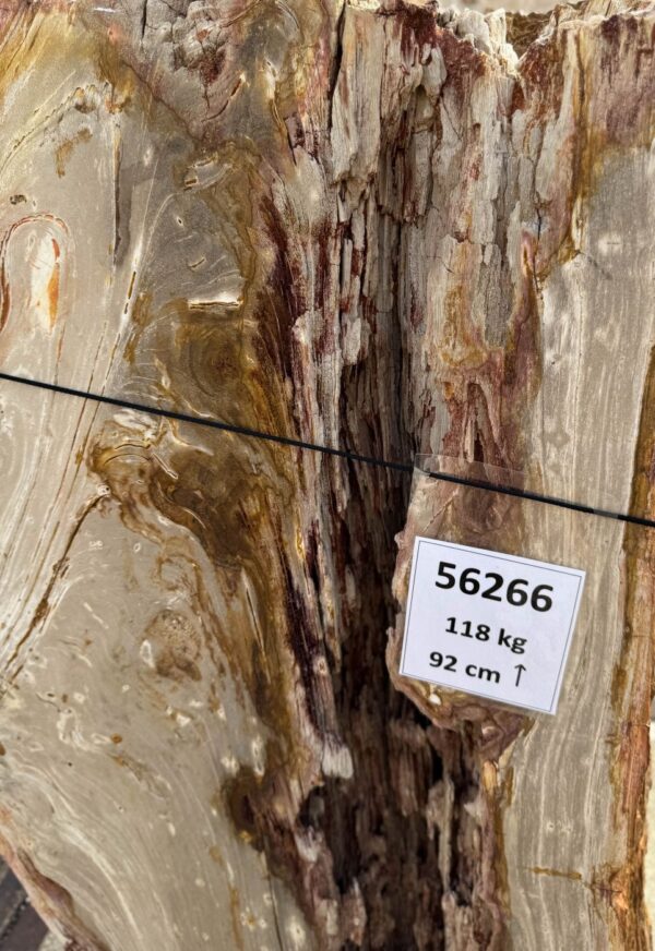 Memorial stone petrified wood 56266