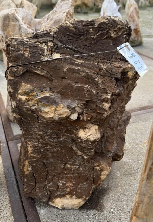 Memorial stone petrified wood 56267