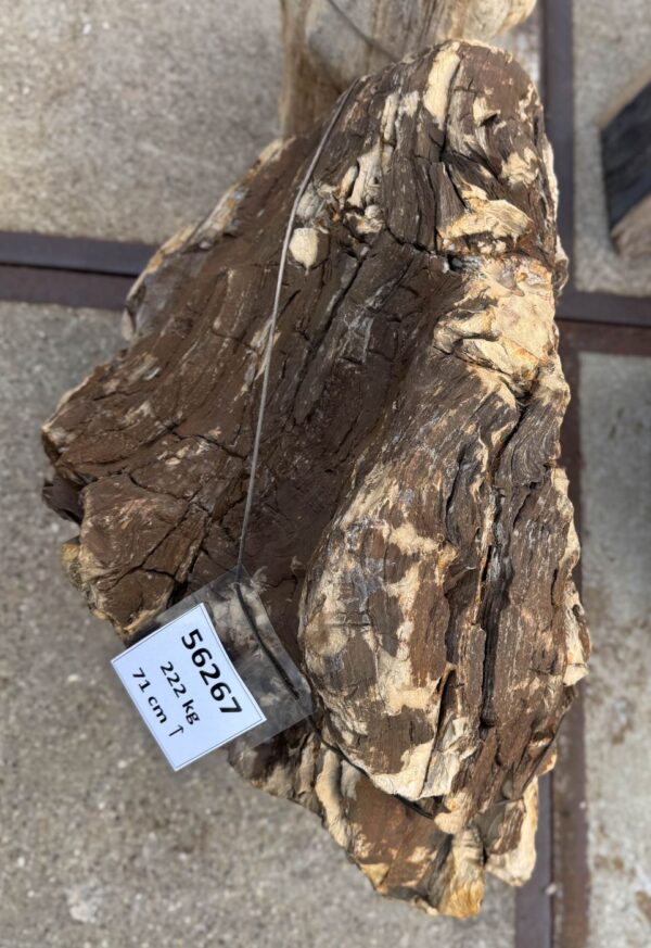 Memorial stone petrified wood 56267