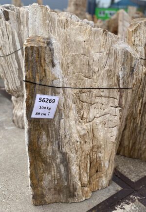 Memorial stone petrified wood 56269