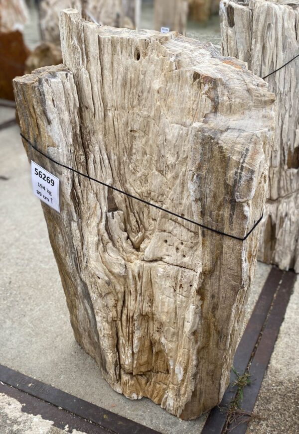 Memorial stone petrified wood 56269