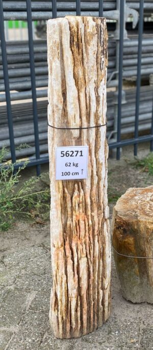 Memorial stone petrified wood 56271