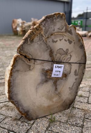 Memorial stone petrified wood 57047