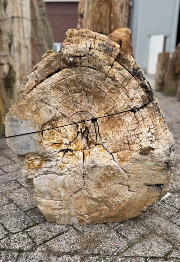 Memorial stone petrified wood 57047