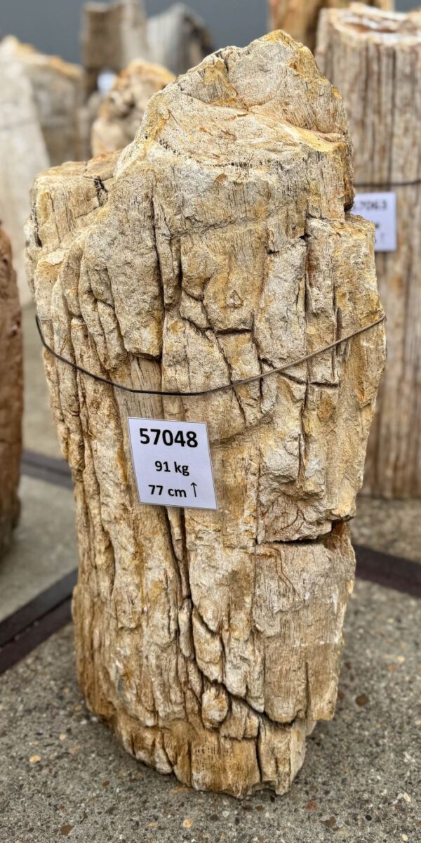 Memorial stone petrified wood 57048