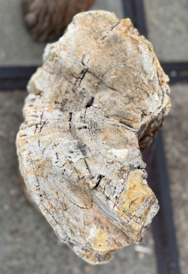 Memorial stone petrified wood 57048