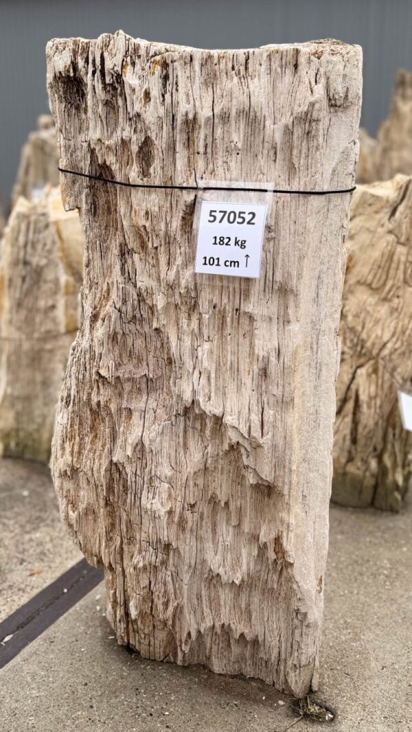 Memorial stone petrified wood 57052