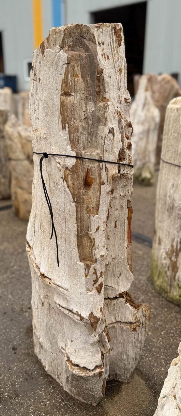 Memorial stone petrified wood 57054