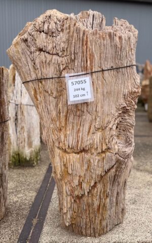 Memorial stone petrified wood 57055