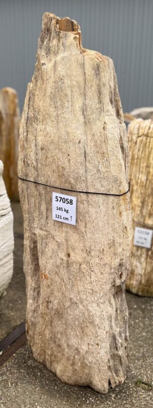 Memorial stone petrified wood 57058