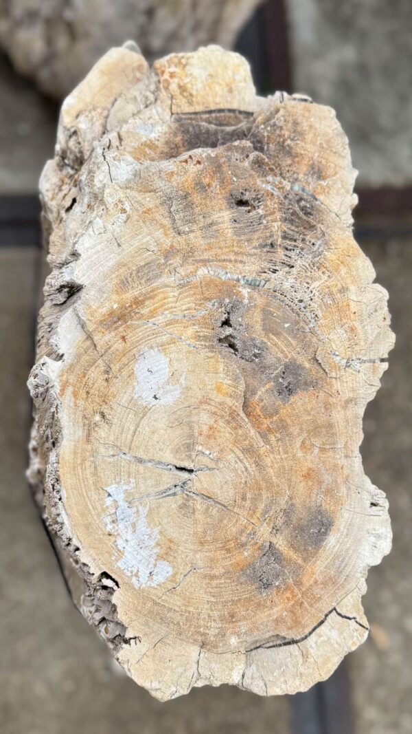 Memorial stone petrified wood 57061