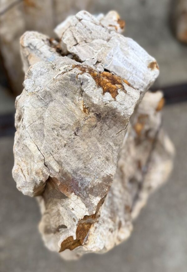 Memorial stone petrified wood 57062