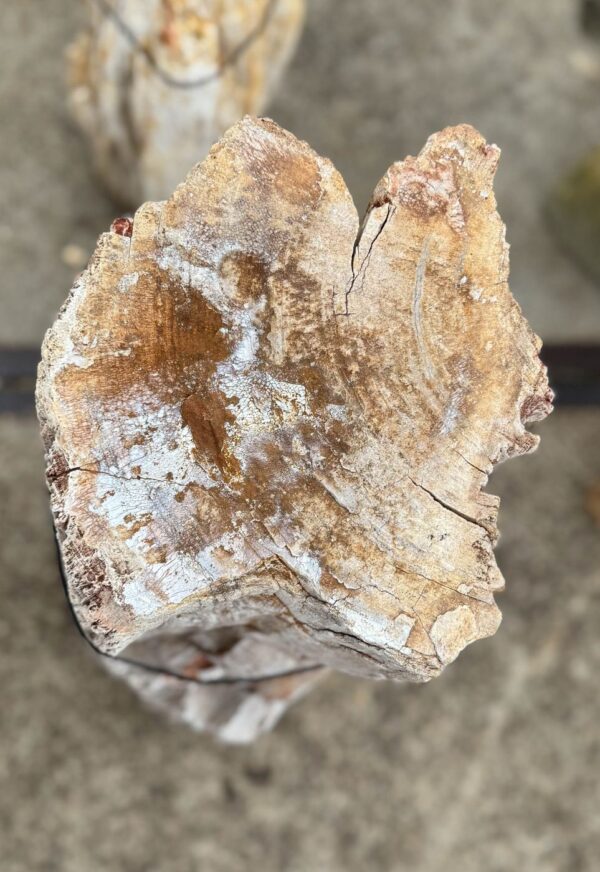 Memorial stone petrified wood 57063