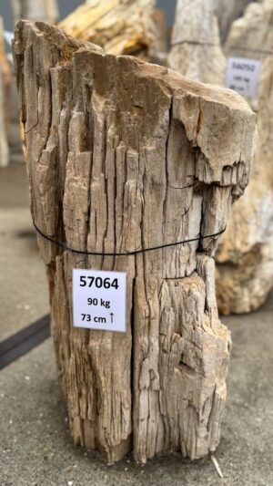 Memorial stone petrified wood 57064