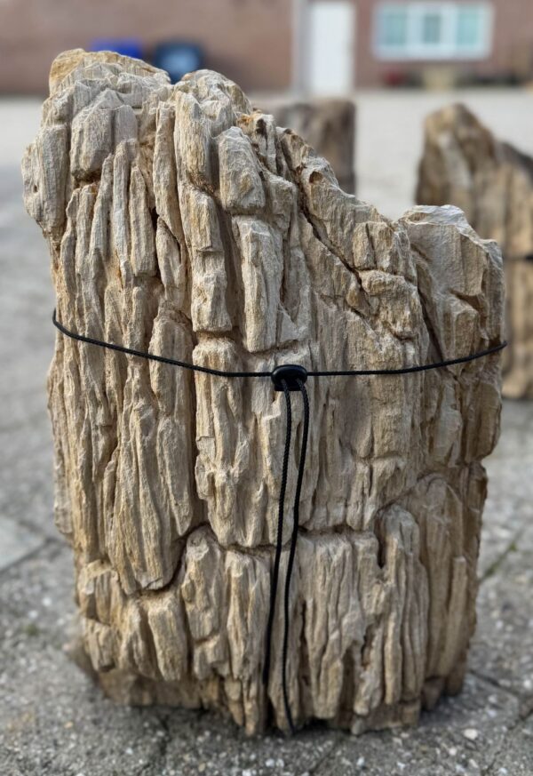 Memorial stone petrified wood 57068