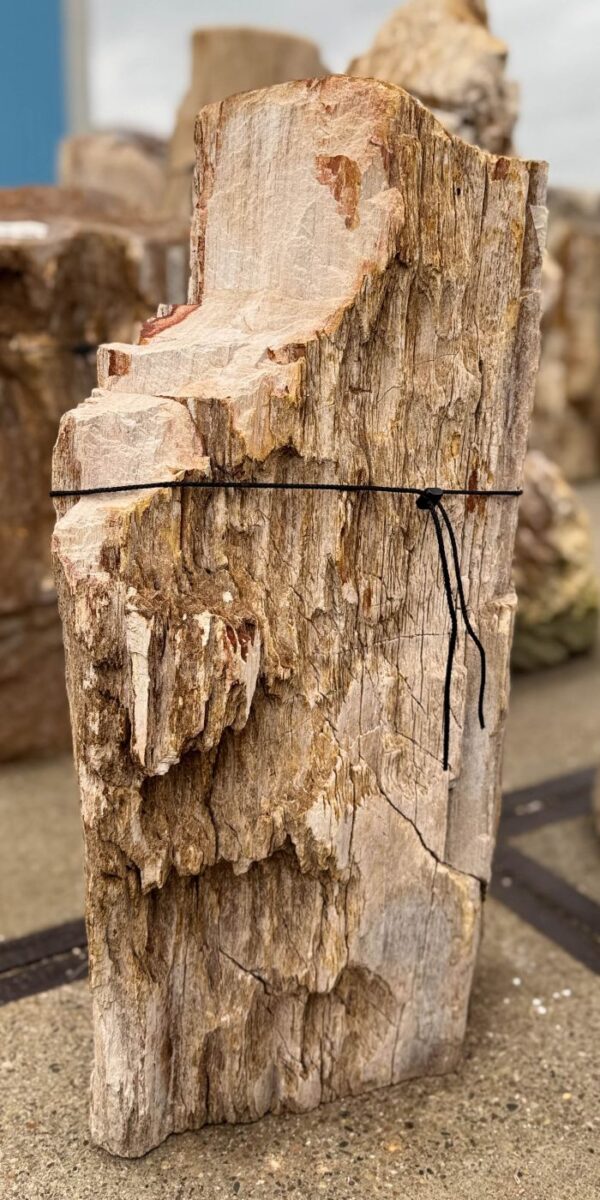 Memorial stone petrified wood 57070