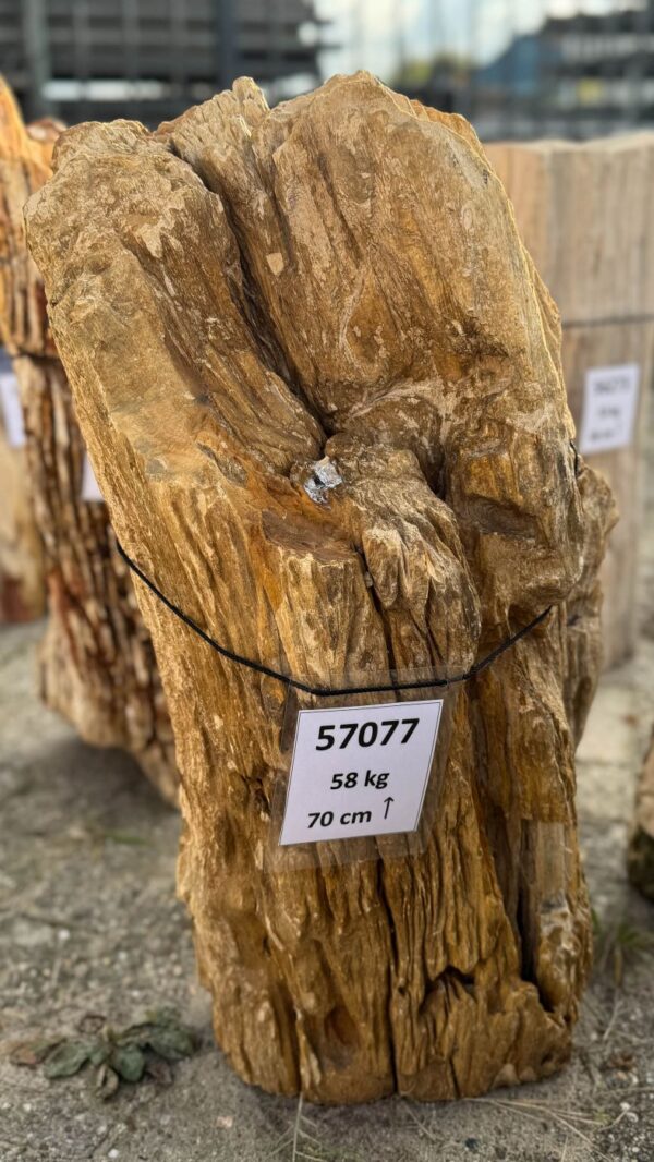 Memorial stone petrified wood 57077