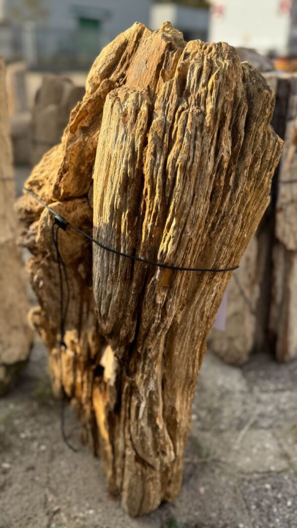 Memorial stone petrified wood 57077