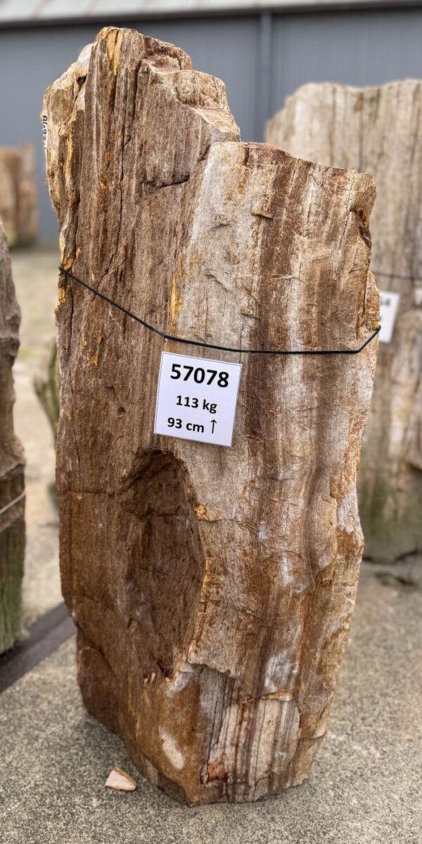 Memorial stone petrified wood 57078