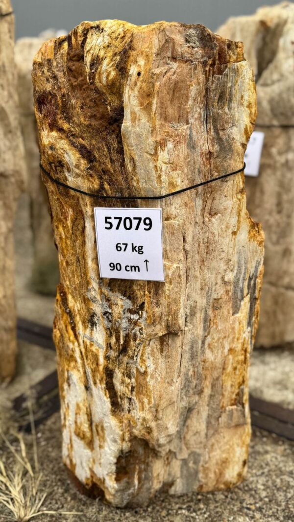 Memorial stone petrified wood 57079