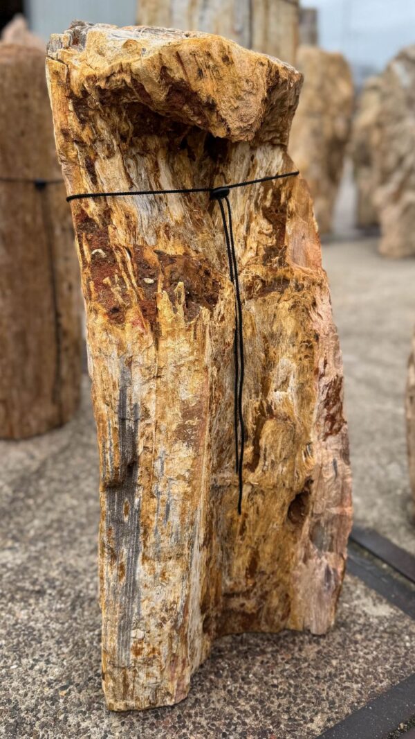 Memorial stone petrified wood 57079