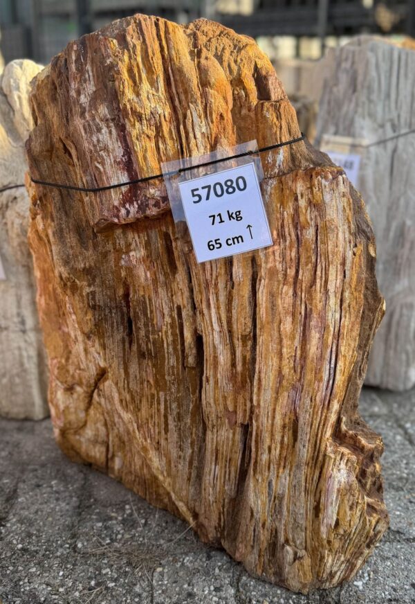 Memorial stone petrified wood 57080