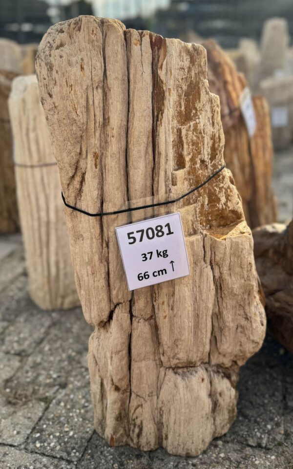 Memorial stone petrified wood 57081