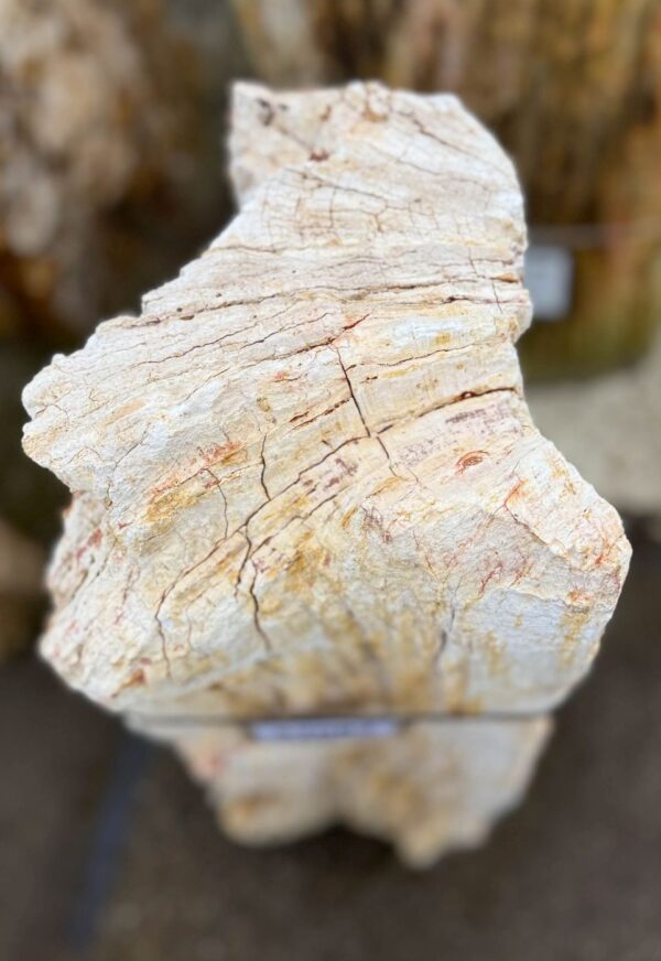 Memorial stone petrified wood 57082