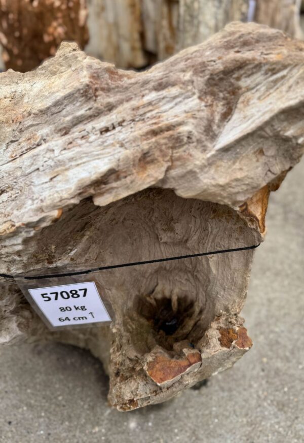 Memorial stone petrified wood 57087