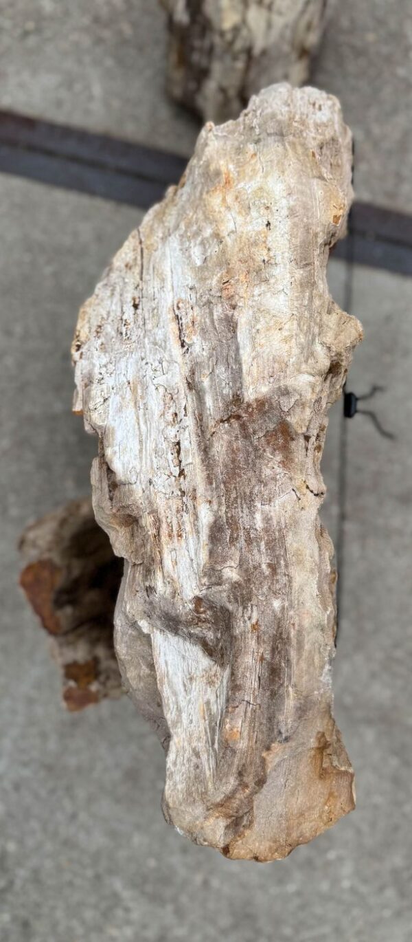 Memorial stone petrified wood 57087