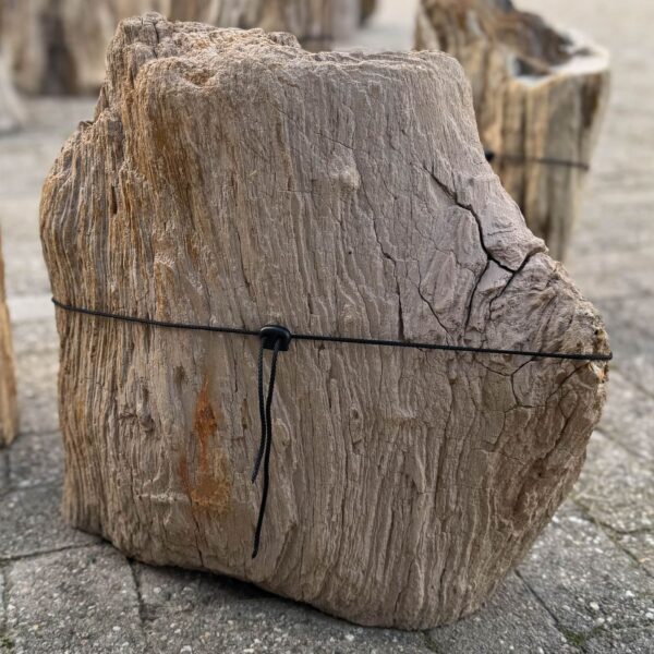 Memorial stone petrified wood 57089