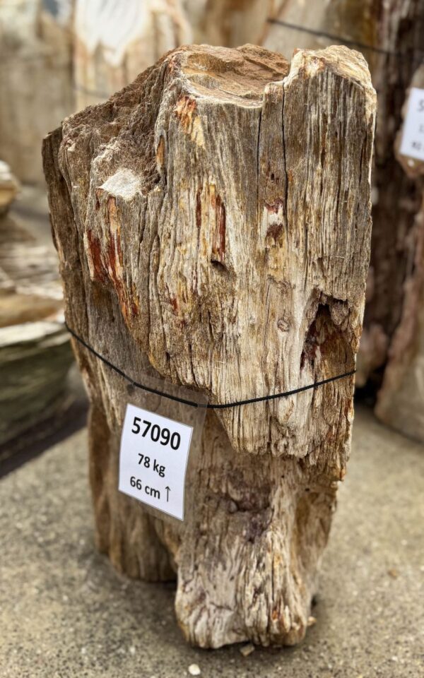 Memorial stone petrified wood 57090