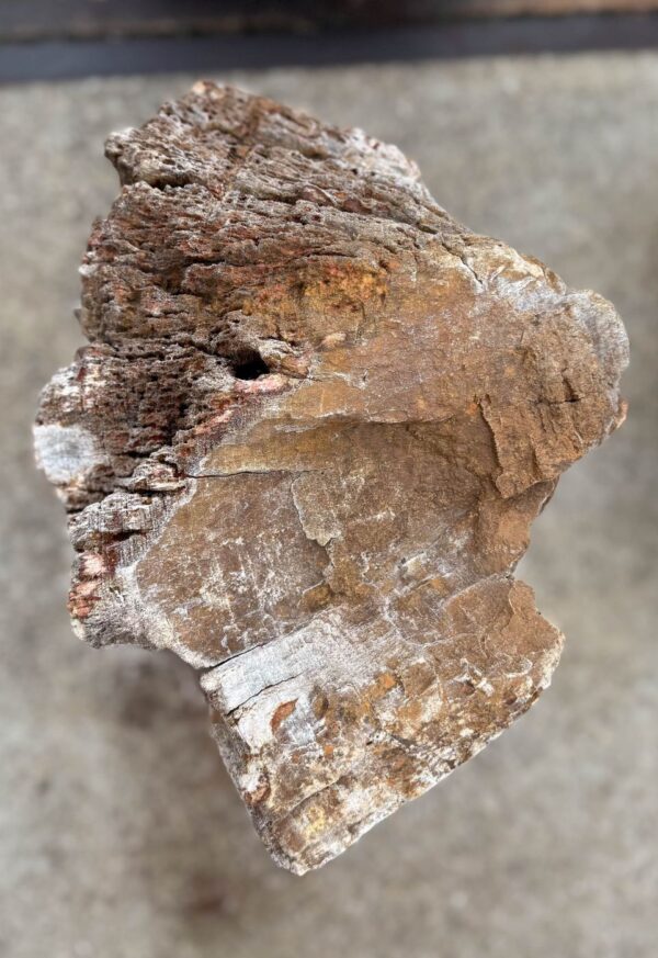 Memorial stone petrified wood 57090