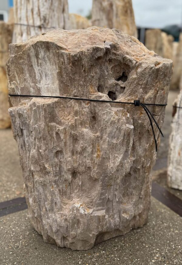 Memorial stone petrified wood 57091