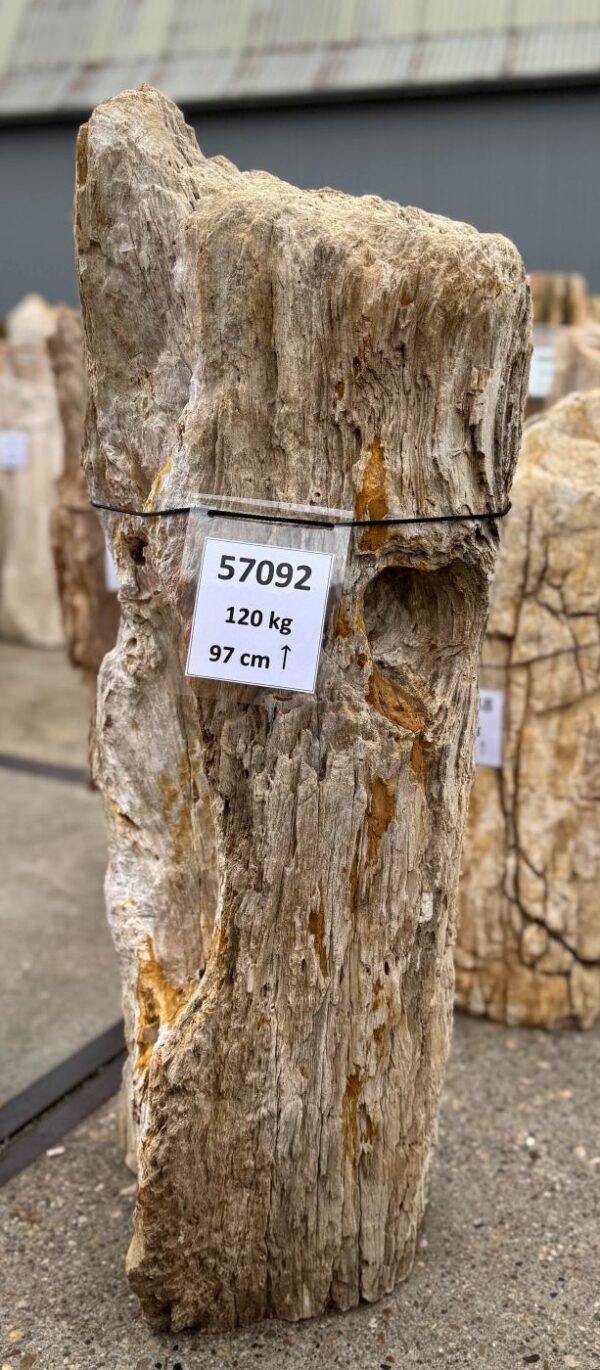 Memorial stone petrified wood 57092