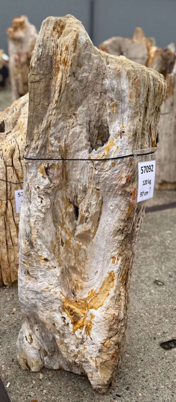 Memorial stone petrified wood 57092