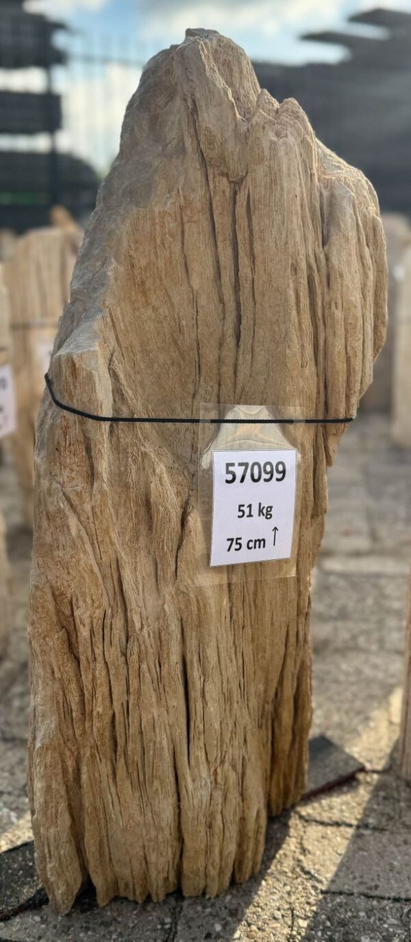 Memorial stone petrified wood 57099