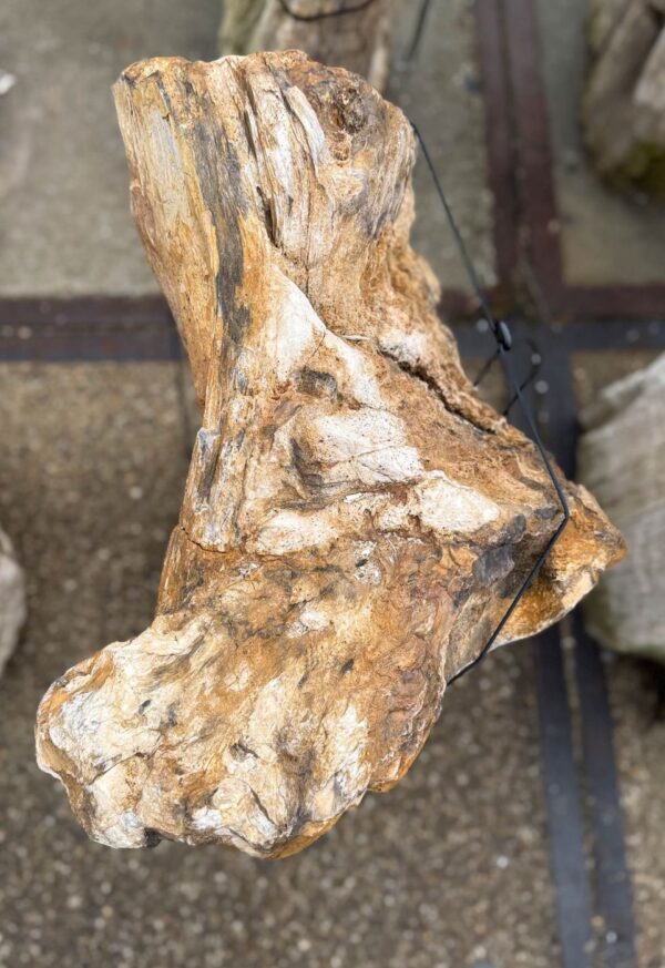 Memorial stone petrified wood 57111